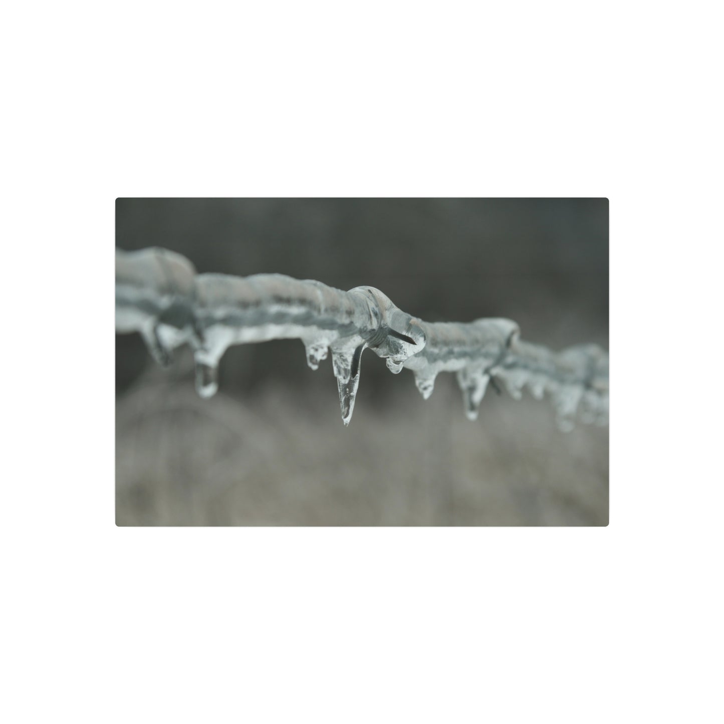 Metal Wall Art, Barbed Wire Fence Wrapped In Ice