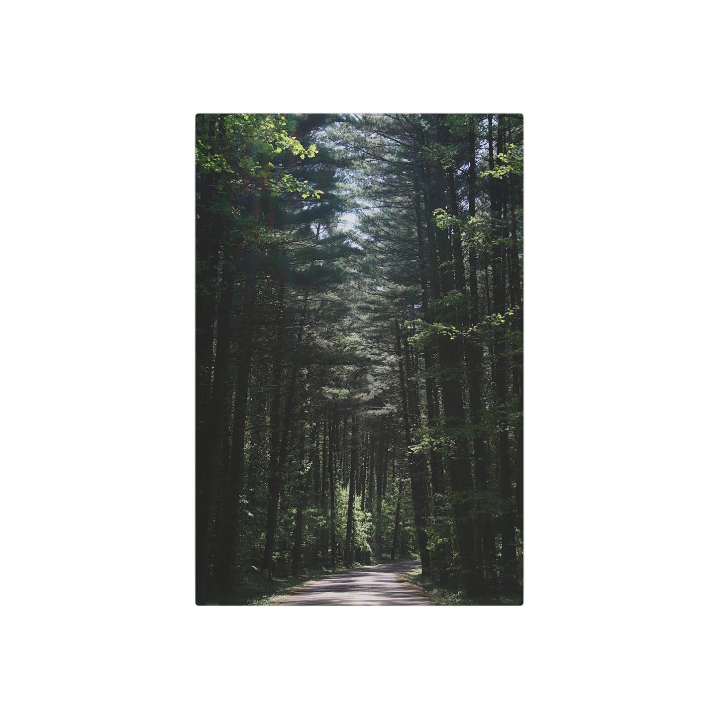 Guiding Light, Forest Path Metal Art Sign, Nature Wall Decor, Outdoor Enthusiast Gift, Rustic Home Decoration, Unique Gift for Nature Lovers